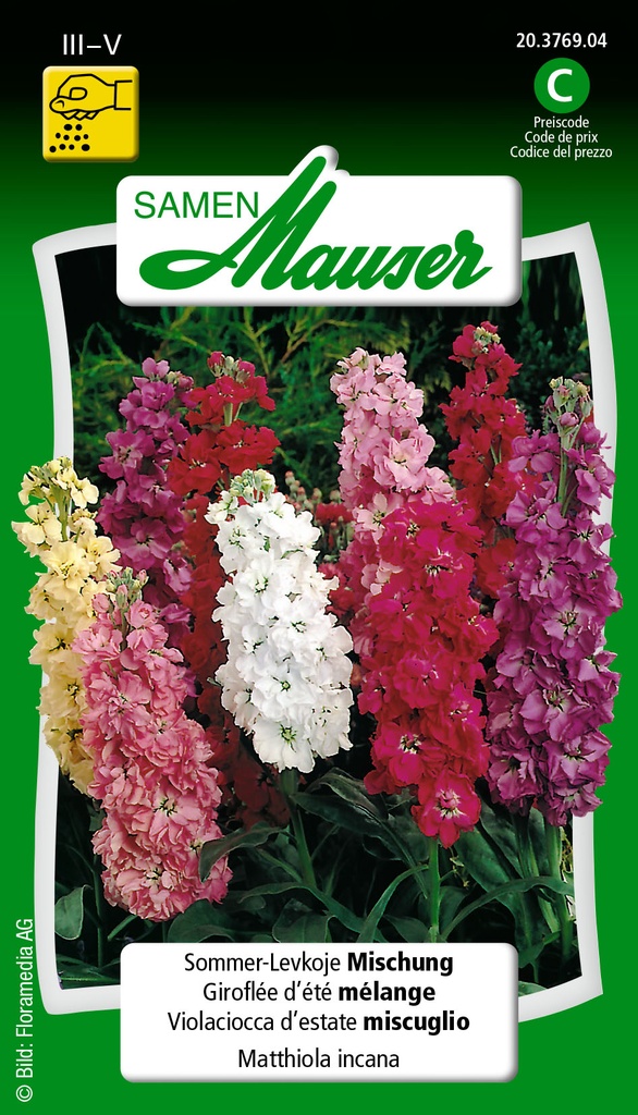 Giroflée d'été mélange