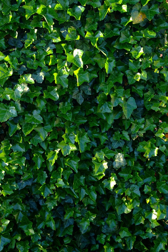 Hedera hibernica