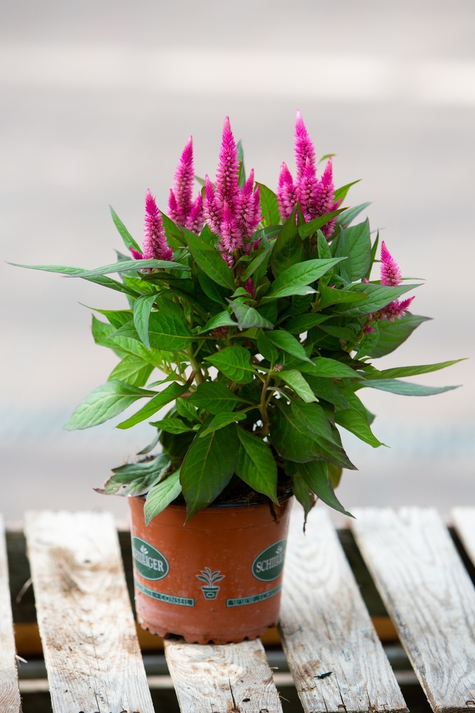 Celosia plumosa