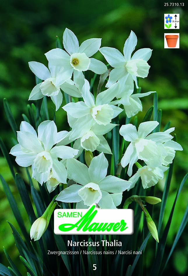 Narcisse Botanique Thalia5