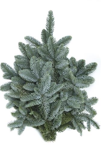Sapin Bleu