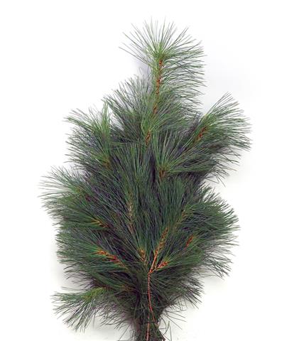 Branche de 'Pinus strobus'