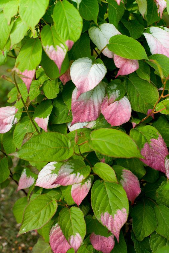Actinidia kolomikta