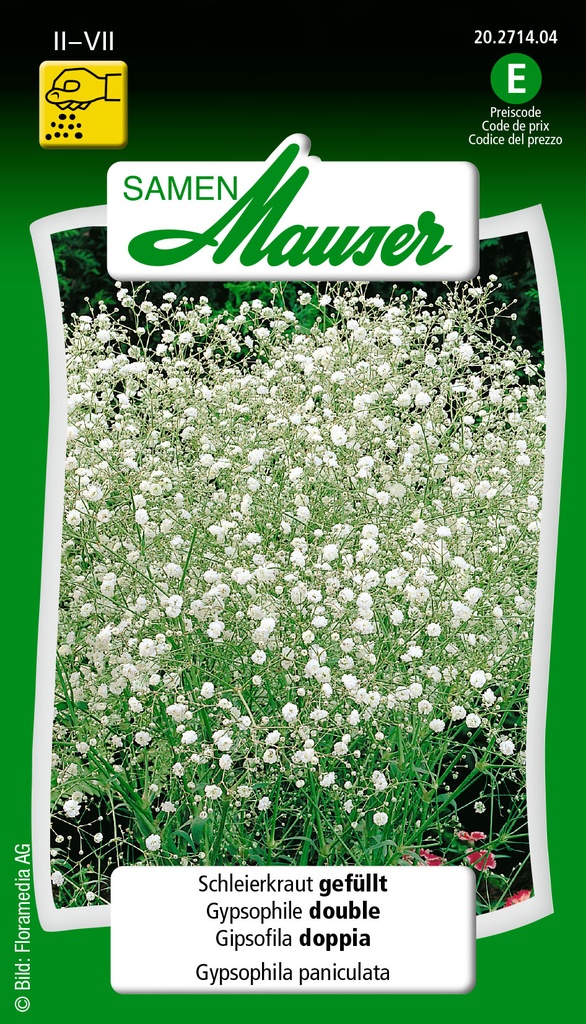 Gypsophila paniculata double