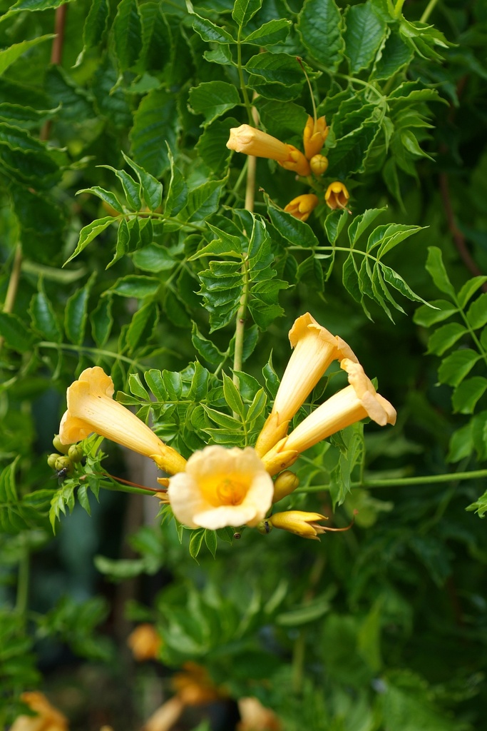Campsis radicans ,Flava,