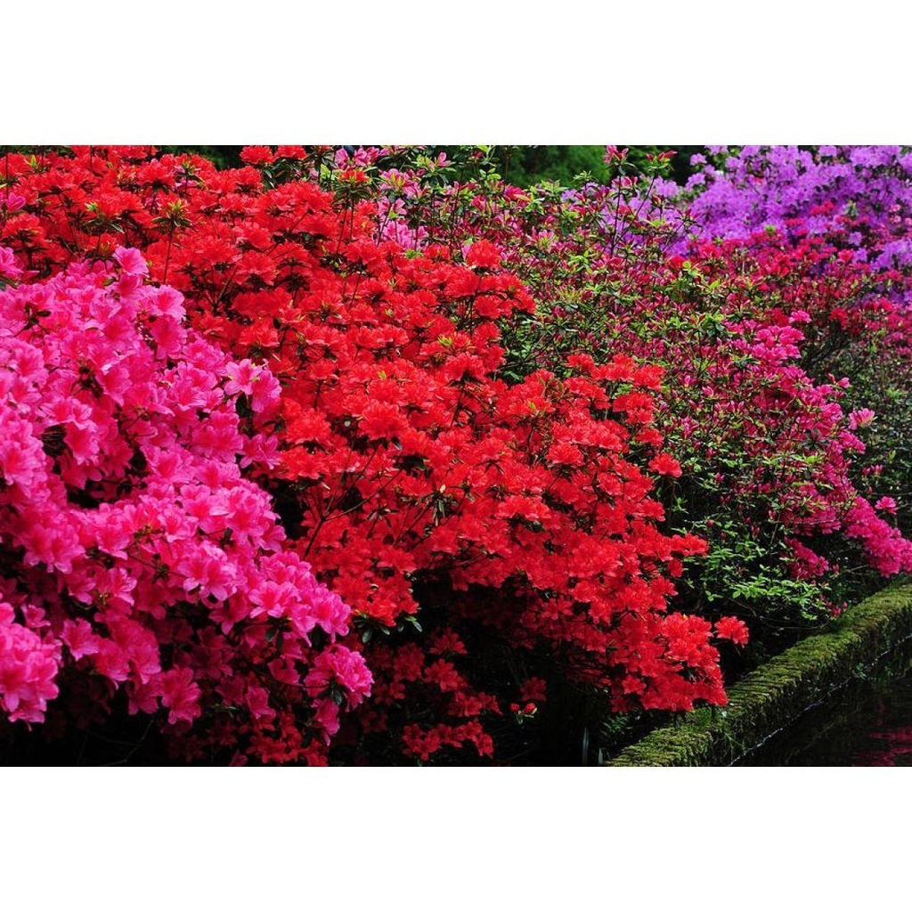 Azalea japonica 'Evergreen'