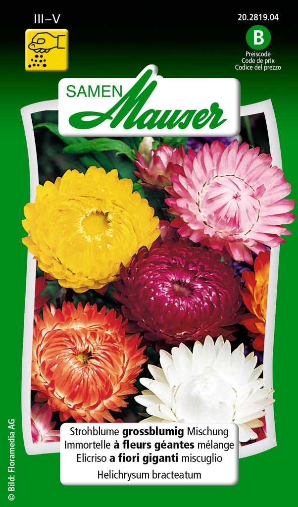 Immortelle à fleurs géantes mélange