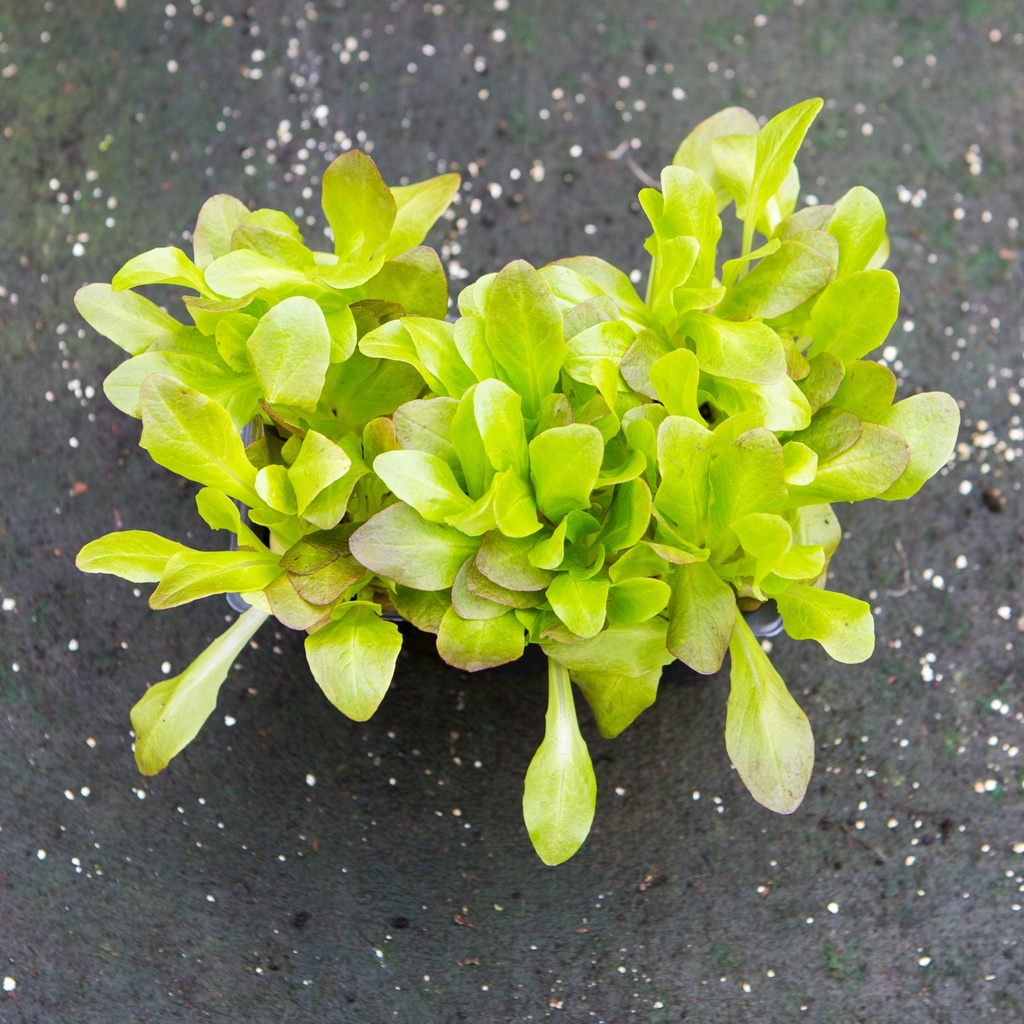 SALADE A TONDRE OREILLE DU DIABLE (Bac de 6)