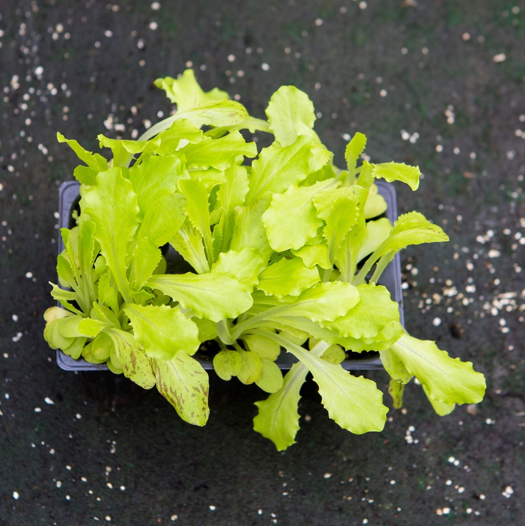 SALADE A TONDRE VENITIENNE (Bac de 6)