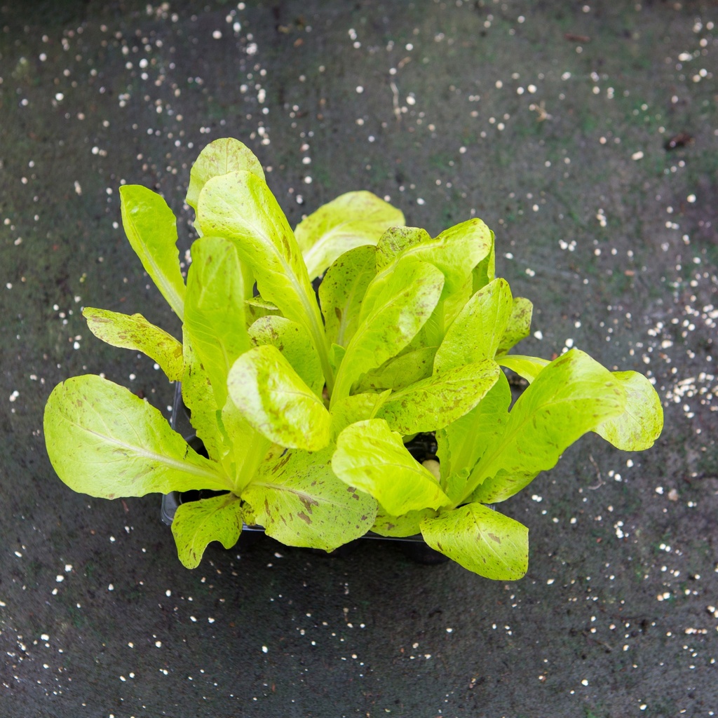 LAITUE QUEUE DE TRUITE (Bac de 6)