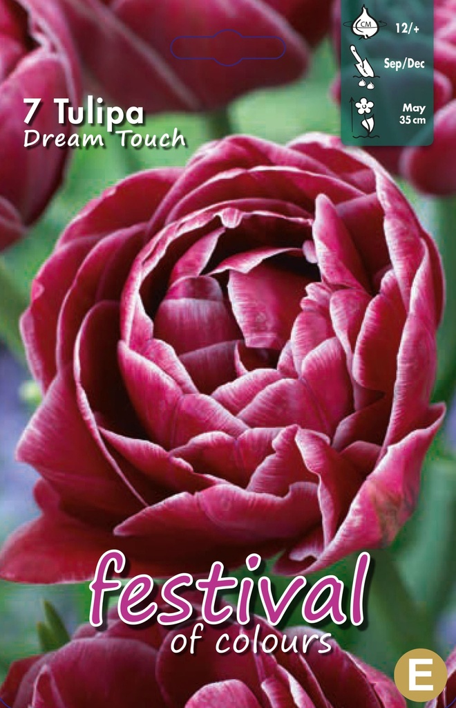 Tulipes 'Dream Touch '