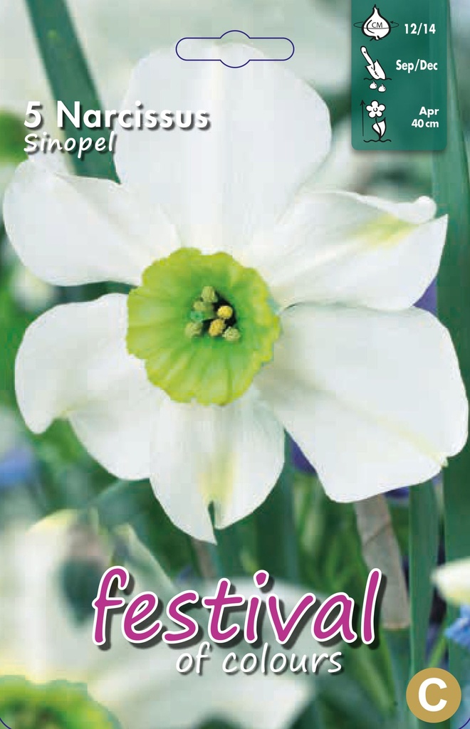 Narcissus 'Sinopel'