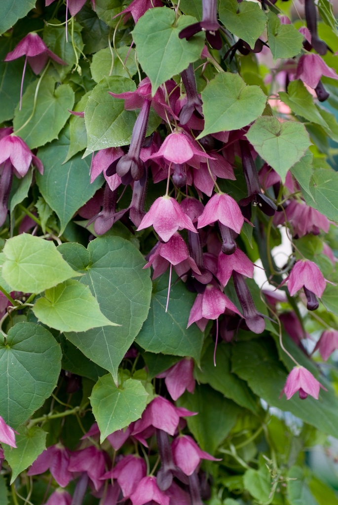 Lophospermum erubescens