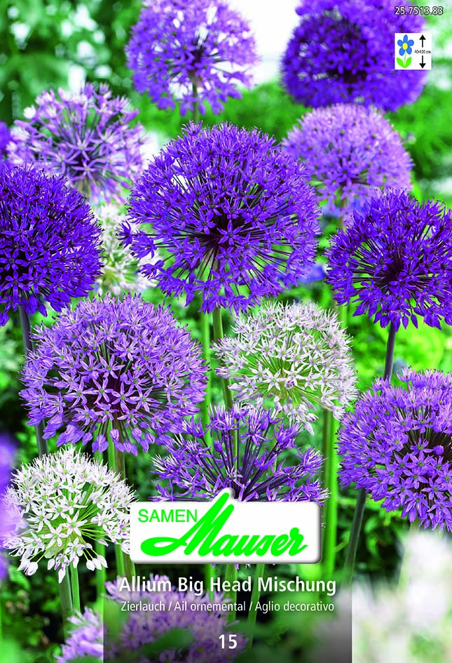 Allium'BigHead'mélange 5