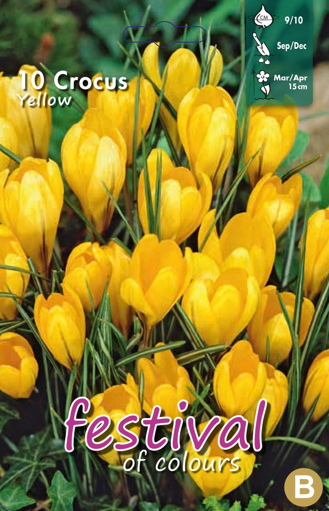 Crocus 'Jaune'