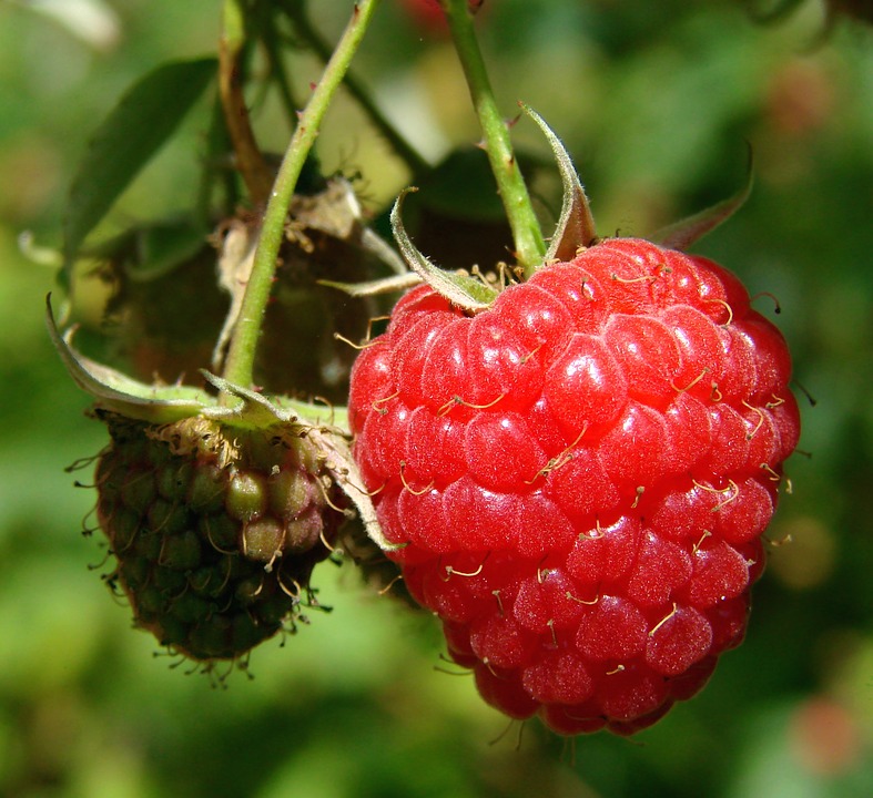 Framboisier 'Willamette'