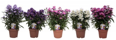 Aster 'Starletta'