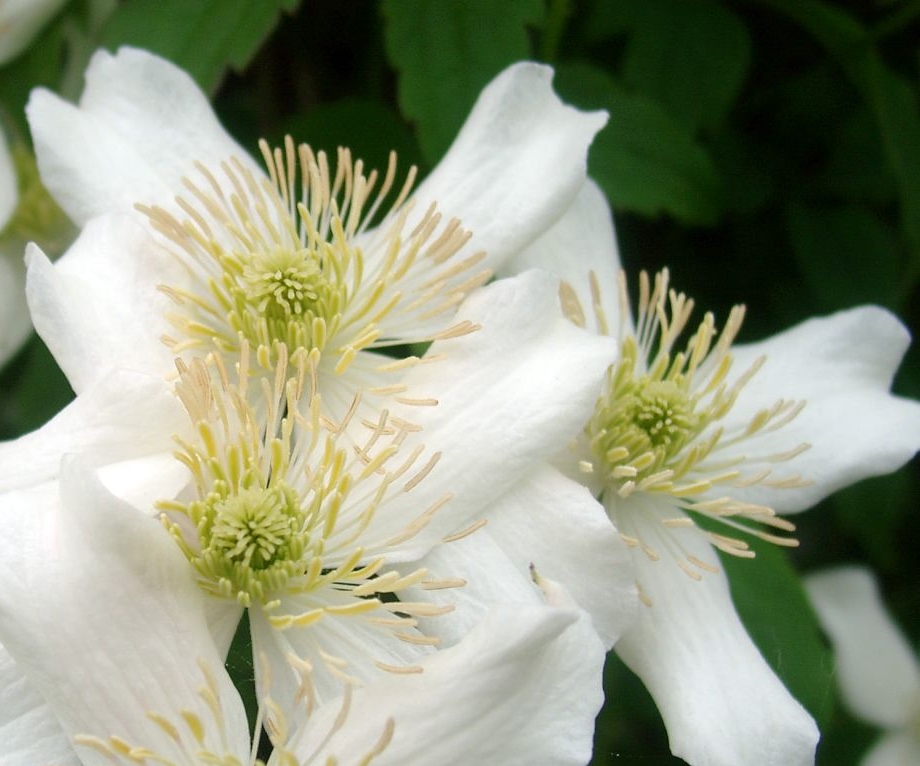 Clematis montana 'Grandiflora'
