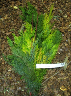 Bouquet de verdure