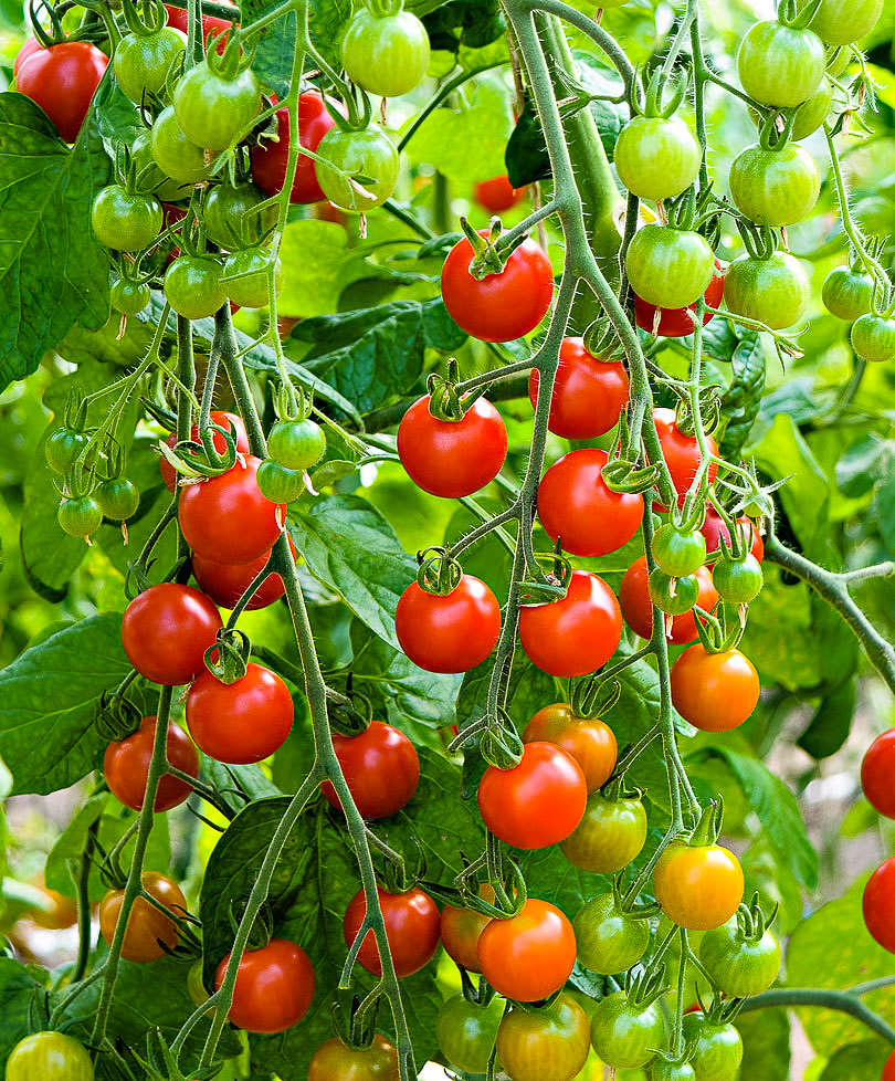 Tomate greffée 'Solena Rouge'