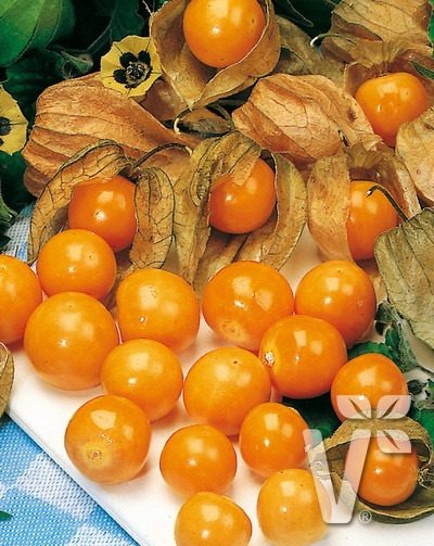 Physalis peruviana 'Goldvital'