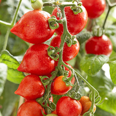 Tomate 'Heartbrakers Vita'