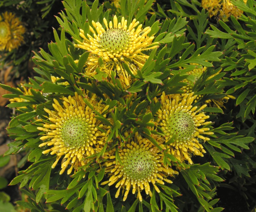 Isopogon anemonifolius