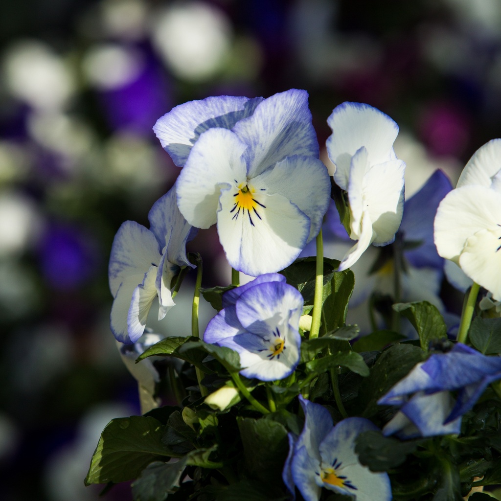 Viola 'Blue Moon'