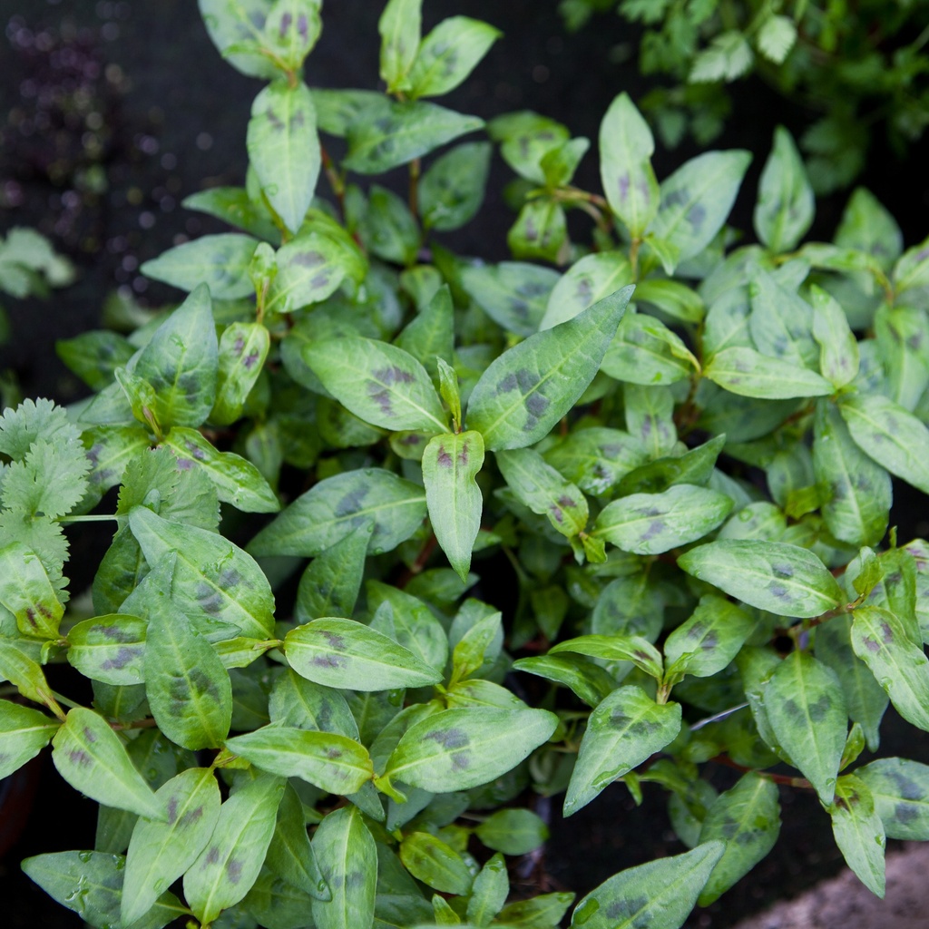 Coriandre du Vietnam