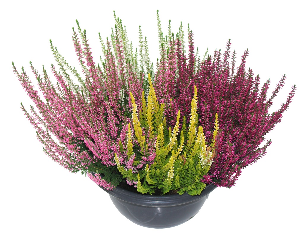 Calluna vulgaris 'Beauty Ladies' Carnaval