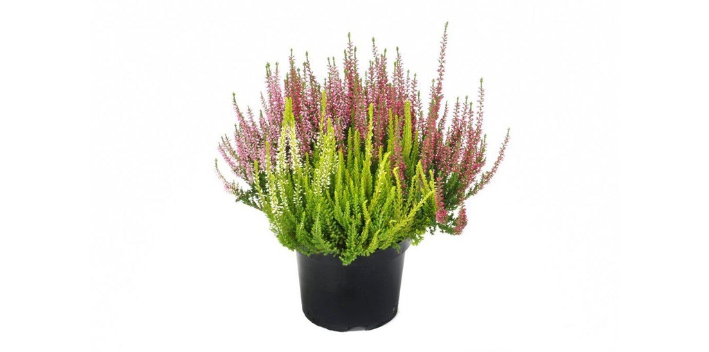 Calluna vulgaris 'Beauty Ladies' TRIO