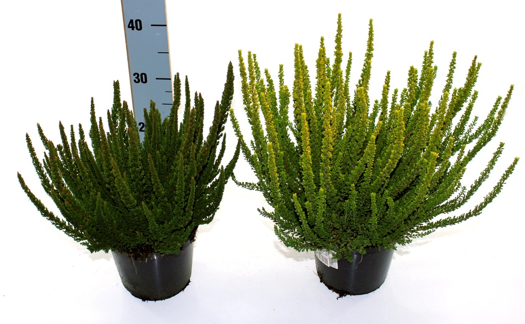 Calluna vulgaris 'Skline' vert