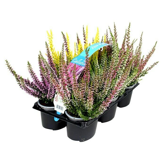 Calluna vulgaris 'Bicolore'