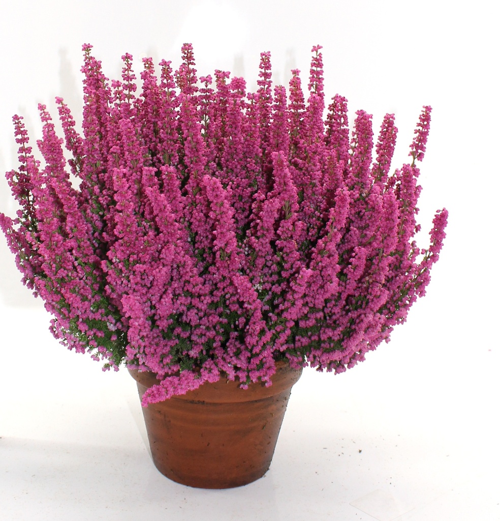 Erica gracilis