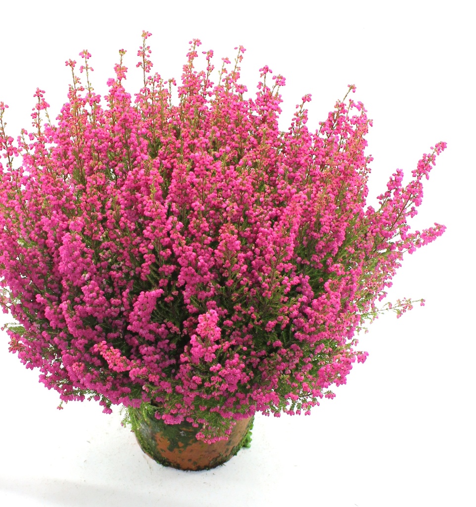 Erica gracilis
