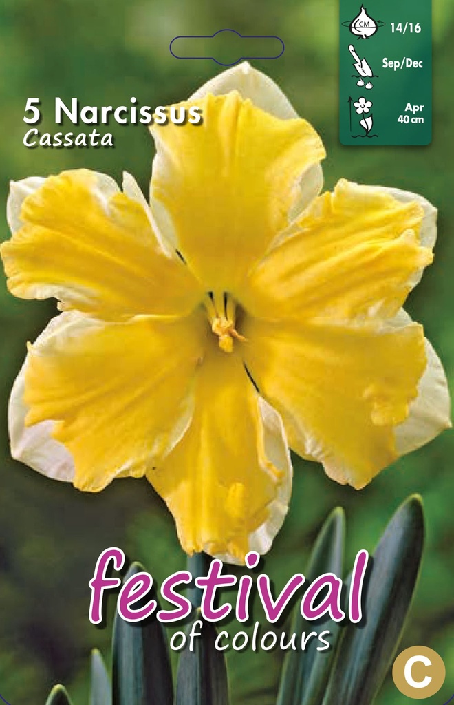 Narcissus 'Cassata'