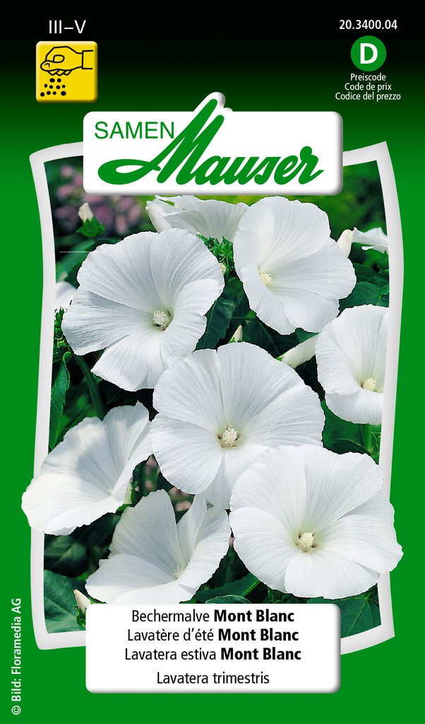 Lavatère d'été Mont Blanc