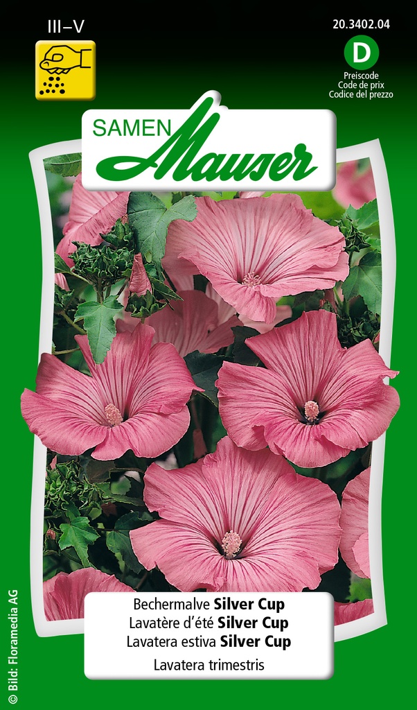 Lavatera d'été Silver Cup