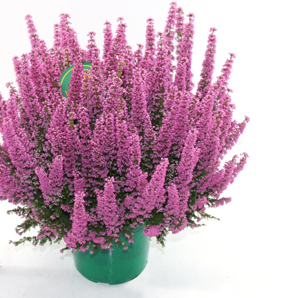 Erica gracilis