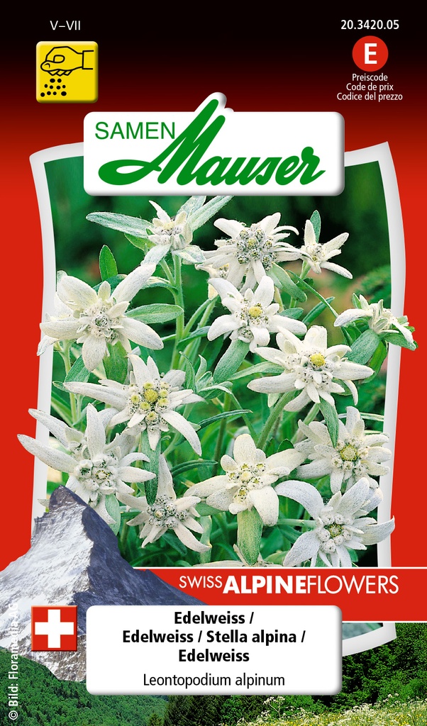 Edelweiss-Leontopodium alpinum