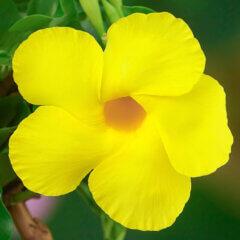 Dipladenia 'Diamantina'