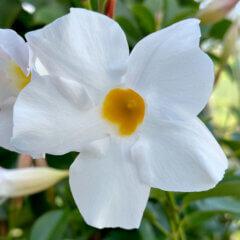 Dipladenia 'Diamantina'
