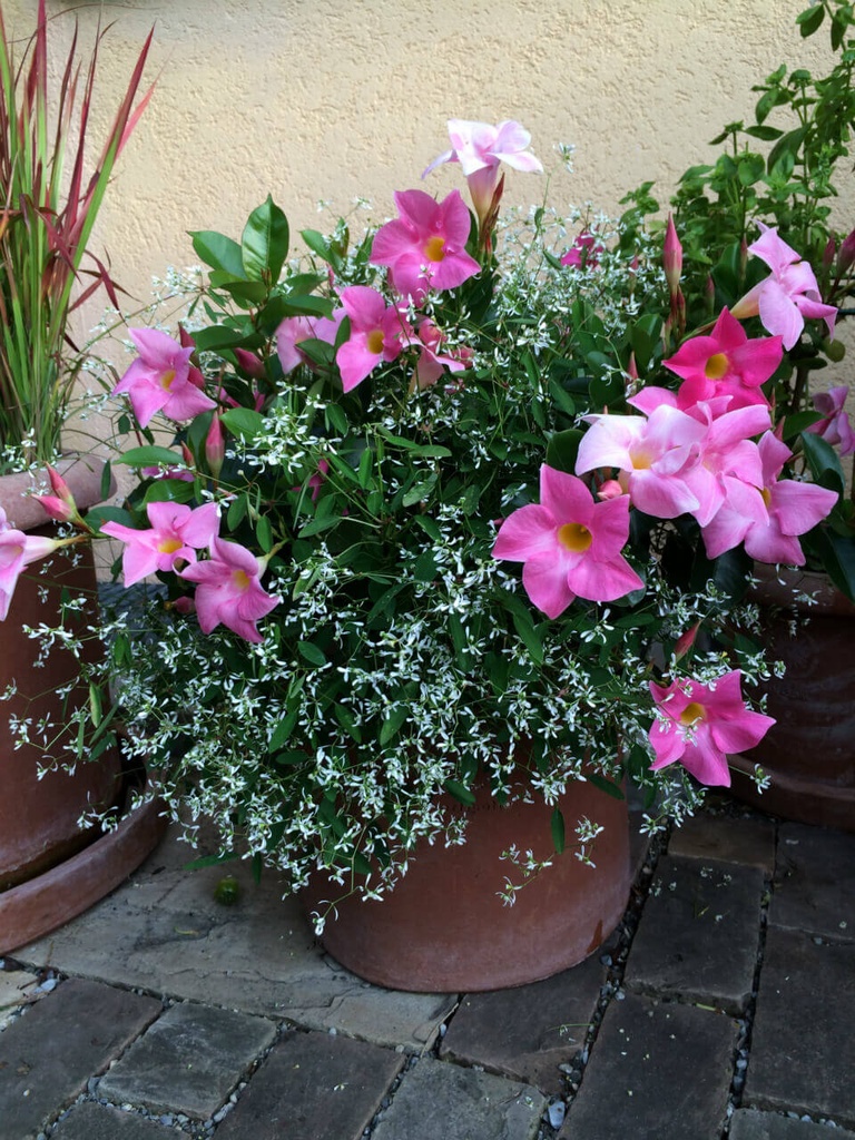 Dipladenia et Euphorbia