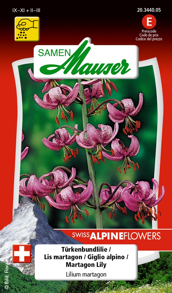 Lilium martagon