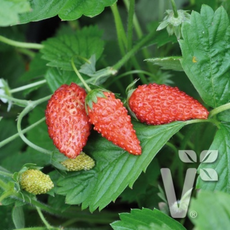 Fraisier 'Tubby Red' 4 saisons