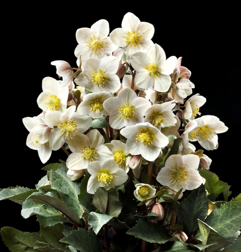 Helleborus 'Shootingstar'