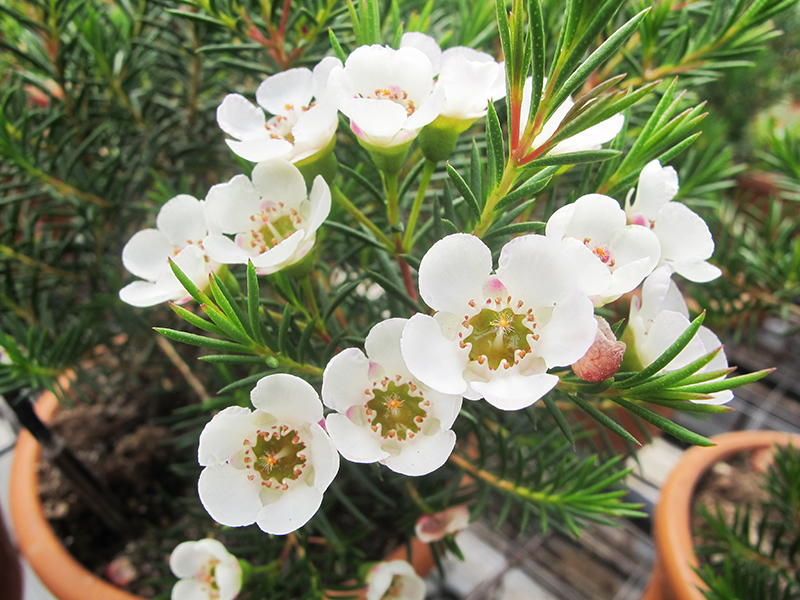 Wax Flower / Fleur de cire 'Chantilly Lace'