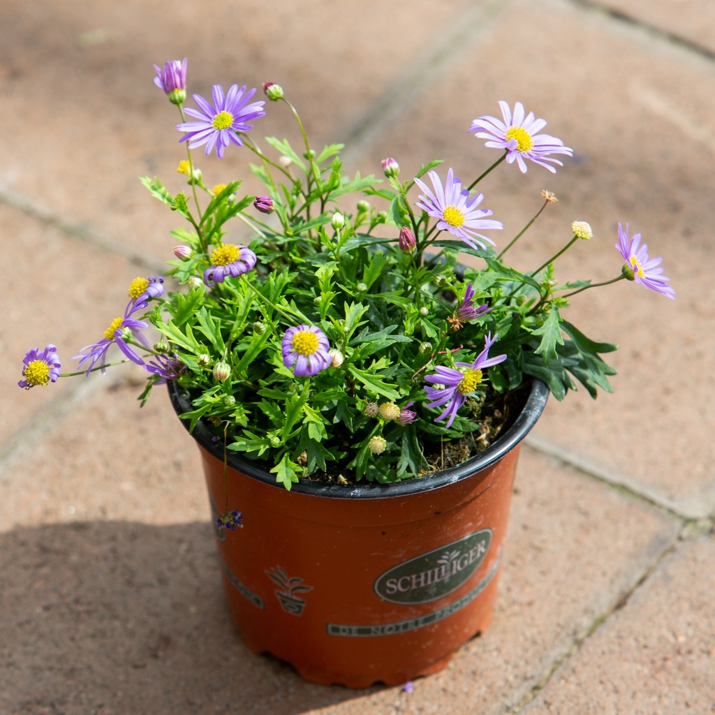 Brachyscome multifida