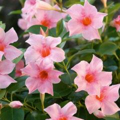 Dipladenia 'Diamantina'