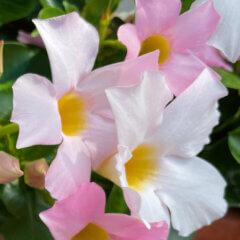 Dipladenia Diamantina'